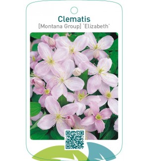 Clematis [Montana Group] ‘Elizabeth’