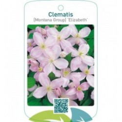 Clematis [Montana Group] ‘Elizabeth’