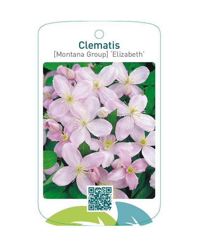 Clematis [Montana Group] ‘Elizabeth’