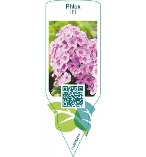 Phlox (P)  pink