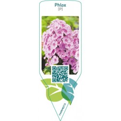 Phlox (P)  pink