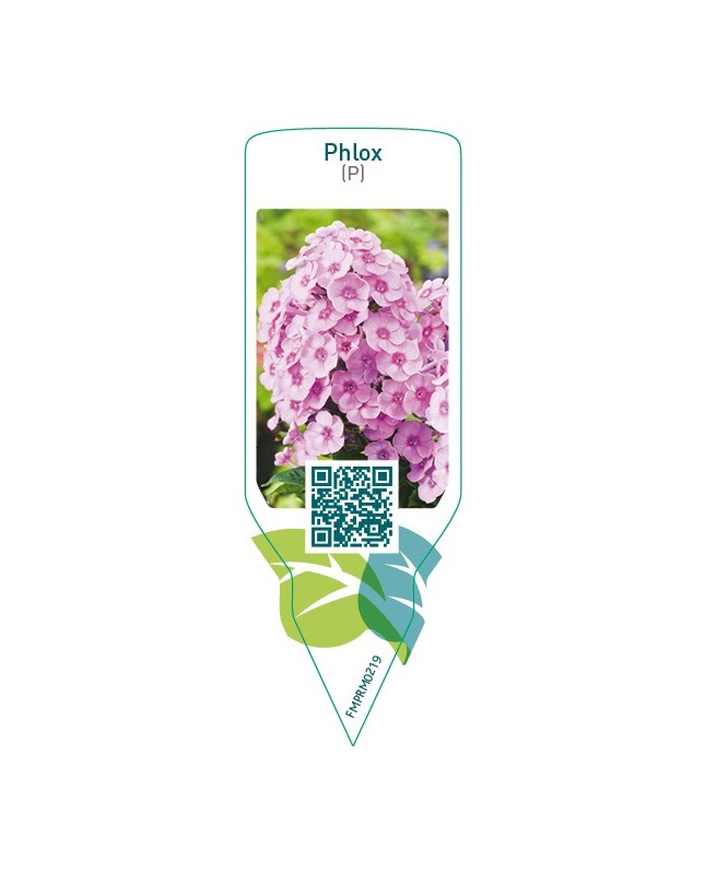 Phlox (P)  pink