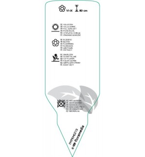 Etichette di Phlox (P)  pink *