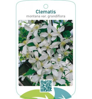 Clematis montana var. grandiflora