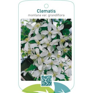 Clematis montana var. grandiflora