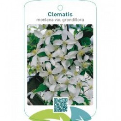 Clematis montana var. grandiflora