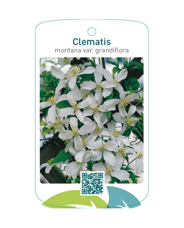 Clematis montana var. grandiflora