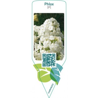 Phlox (P)  white