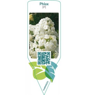 Etichette di Phlox (P)  white *