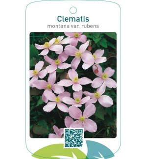 Clematis montana var. rubens