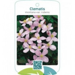 Clematis montana var. rubens