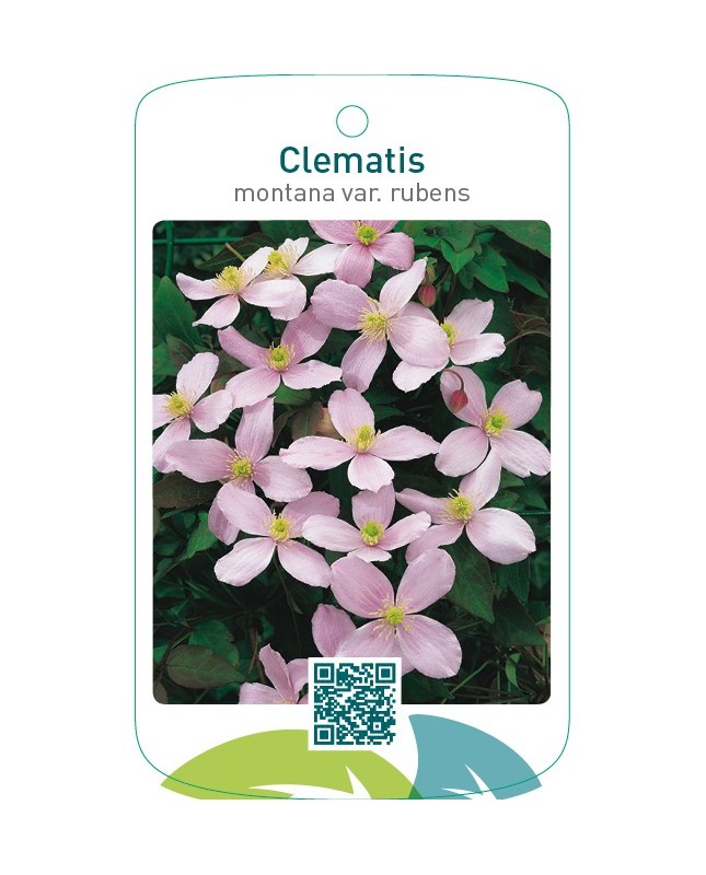 Clematis montana var. rubens