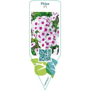 Phlox (P)  white