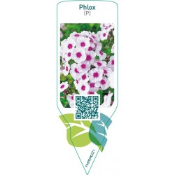 Phlox (P)  white