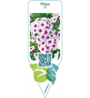 Etichette di Phlox (P)  white, red-eye *