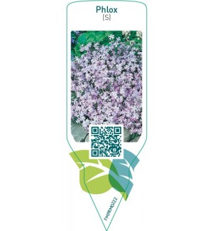 Phlox (S)  blue