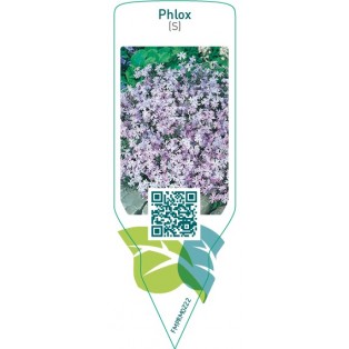 Phlox (S)  blue