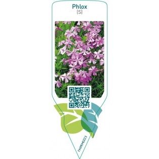 Phlox (S)  lilac pink