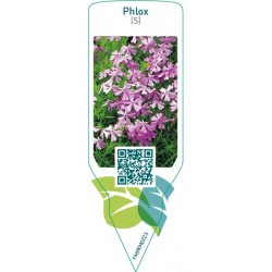 Phlox (S)  lilac pink