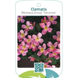 Clematis [Montana Group] ‘Tetrarose’