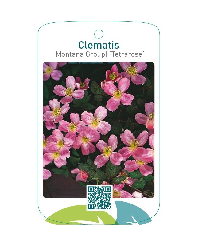 Clematis [Montana Group] ‘Tetrarose’