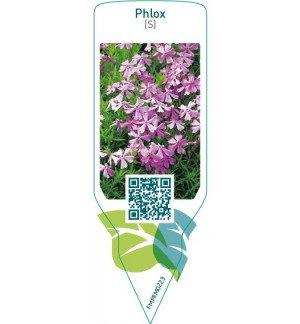 Etichette di Phlox (S)  lilac pink *