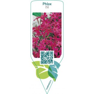 Phlox (S)  red