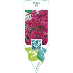 Phlox (S)  red