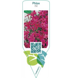 Etichette di Phlox (S)  red *