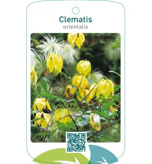 Clematis orientalis