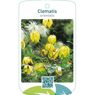 Clematis orientalis