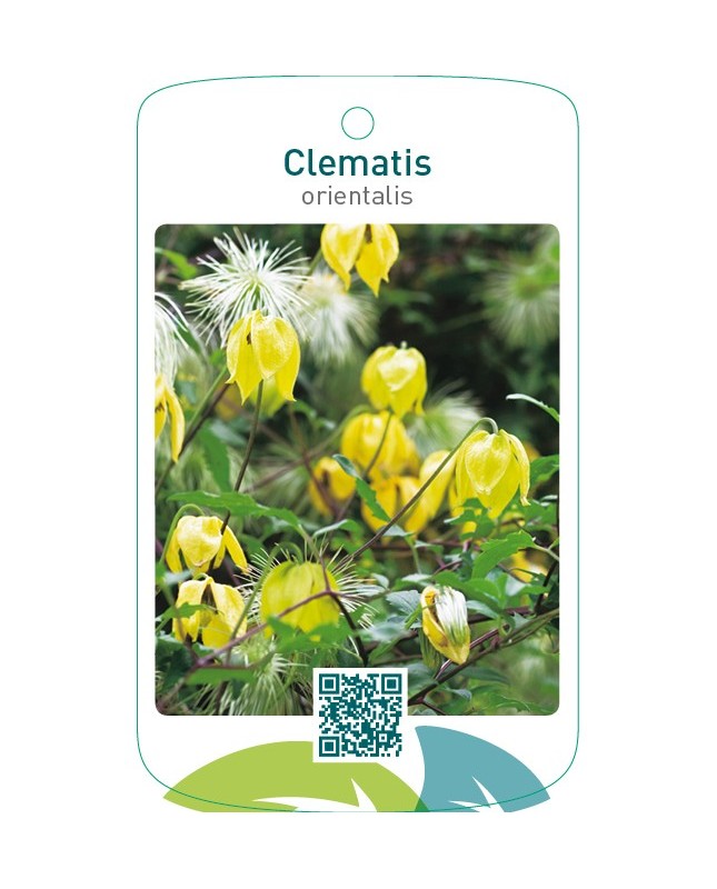 Clematis orientalis