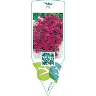 Phlox (S)  pink red