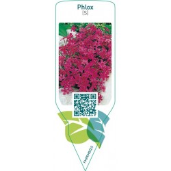 Phlox (S)  pink red