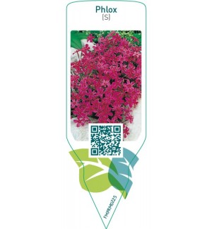 Etichette di Phlox (S)  pink red *