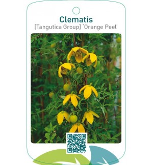 Clematis [Tangutica Group] ‘Orange Peel’