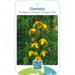 Clematis [Tangutica Group] ‘Orange Peel’