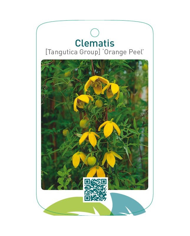 Clematis [Tangutica Group] ‘Orange Peel’