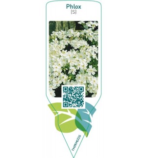 Phlox (S)  white