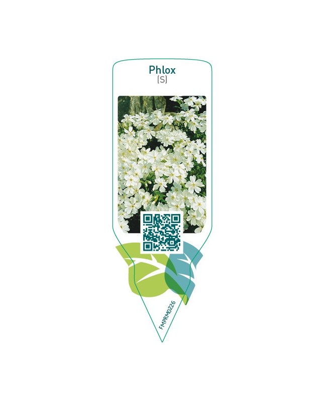 Phlox (S)  white