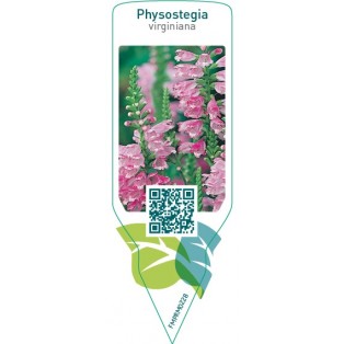 Physostegia virginiana  pink