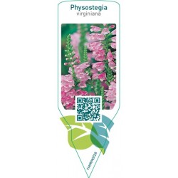Physostegia virginiana  pink