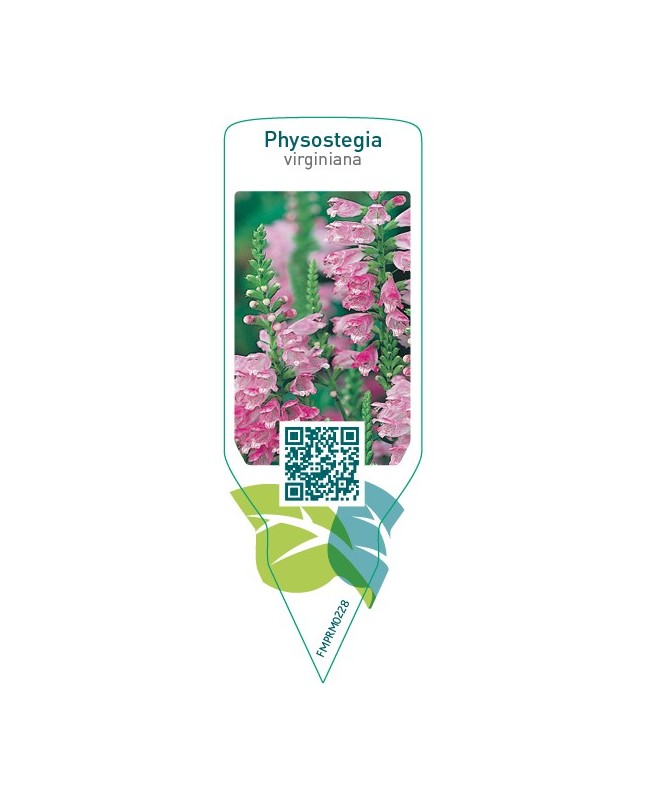 Physostegia virginiana  pink