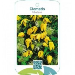 Clematis tibetana