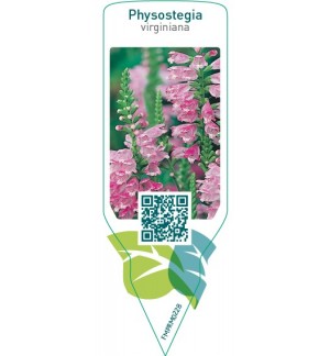 Etiquetas de Physostegia virginiana  pink *