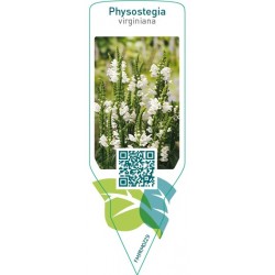 Physostegia virginiana  white