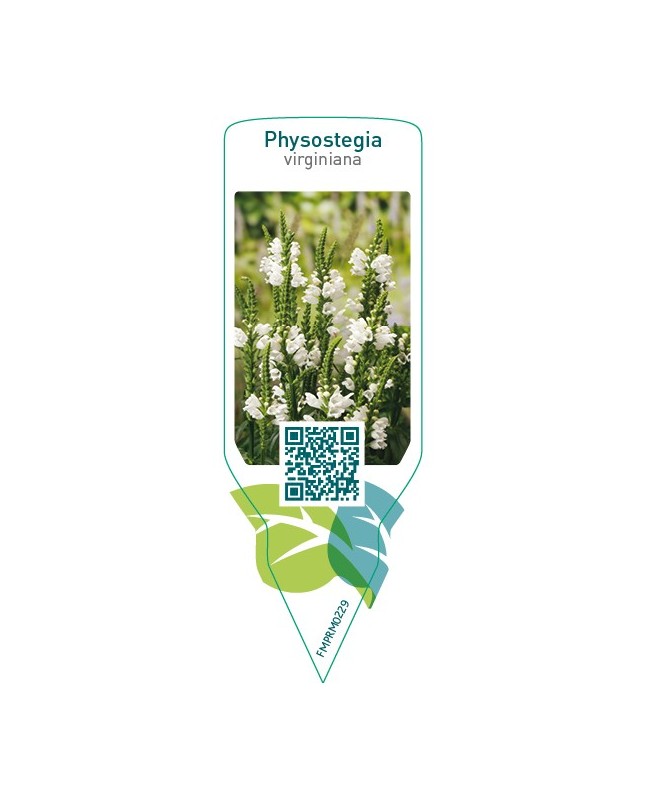 Physostegia virginiana  white