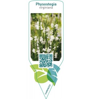 Etichette di Physostegia virginiana  white *
