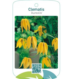 Clematis ‘Aureolin’