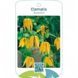Clematis ‘Aureolin’